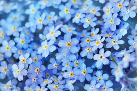 forget-me-not-flower-as309740666